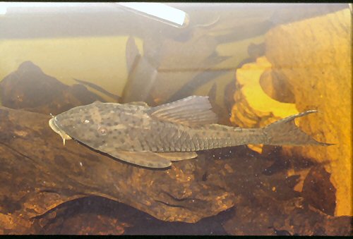 Hypostomus sp. (L138) 