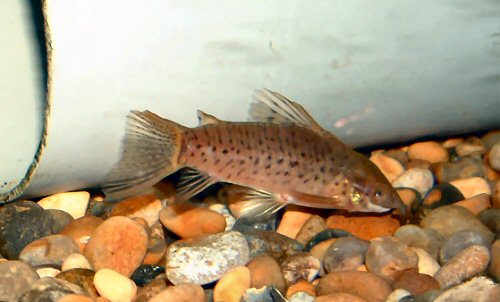 Hoplosternum punctatum 