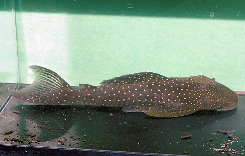 Hypostomus regani