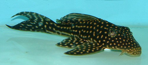 Hypostomus regani