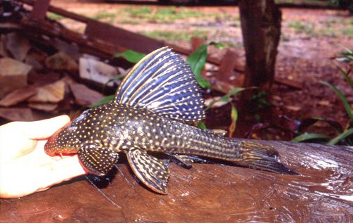 Hypostomus regani 