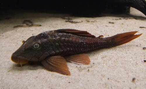 Hypostomus soniae 