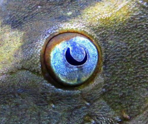 Hypostomus soniae  = showing the iris