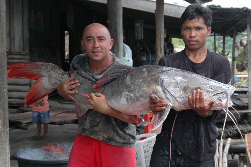 Hemibagrus wyckioides = 35 kg, Oct.5th 2005