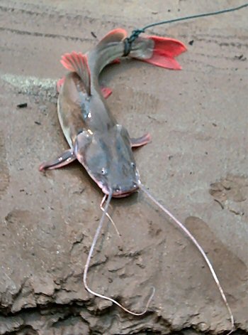 Hemibagrus wyckioides = Caught in the Mekong River in Laos