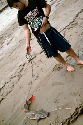 Hemibagrus wyckioides = Caught by Fisherman in the Mekong River in Laos