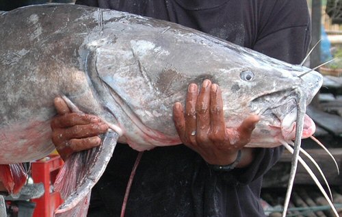 Hemibagrus wyckioides = 35 kg Head close up