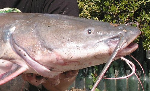 Hemibagrus wyckioides = close up of head