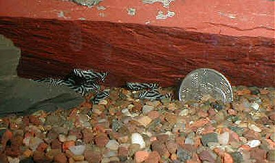 Hypancistrus zebra  = 5 weeks old