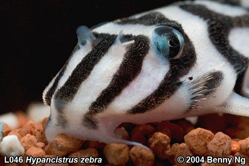 Hypancistrus zebra = Male,showing odontodes