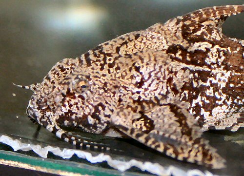 Erethistes pusillus = close up of head