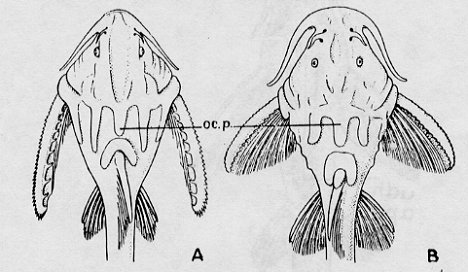 Erithistes jerdoni & Erithistes hara