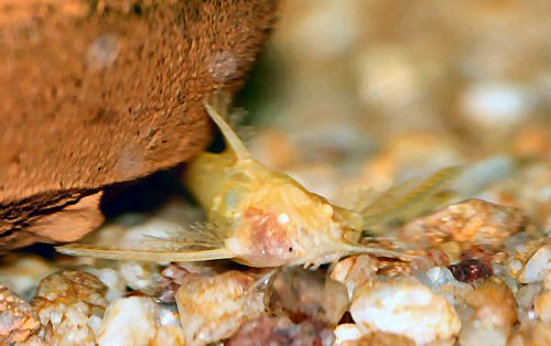 Erethistes jerdoni = albino