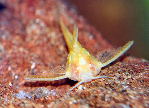 Erethistes jerdoni = albino