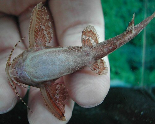 Erethistes mesembrinus = ventral view