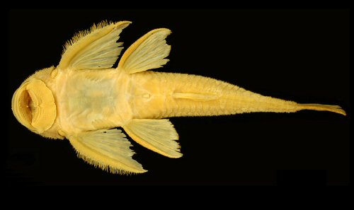 Harttia canastra = Ventral view-Male-holotype-Brazil, Minas Gerais State, Rio São Francisco, São Roque de Minas municipality, Fazenda Casca D’Anta