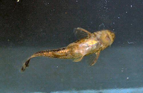 Harttia carvalhoi = Ventral view-Ubatuba - SP, 11680-000, Brasil