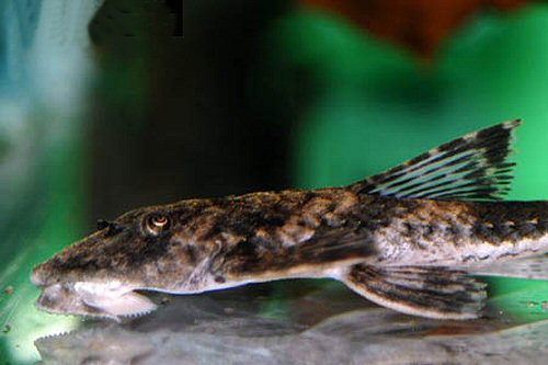 Harttia kronei = head view