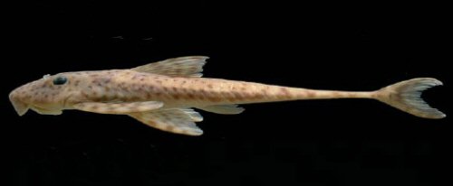 Harttia merevari = Holotype-Venezuela, Bolívar State, Caura River at the top of Salto Pará waterfalls, among rocks on the eastern side of the river