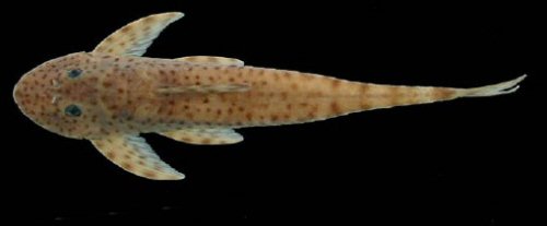 Harttia merevari = Dorsal view, Holotype-Venezuela, Bolívar State, Caura River at the top of Salto Pará waterfalls, among rocks on the eastern side of the river