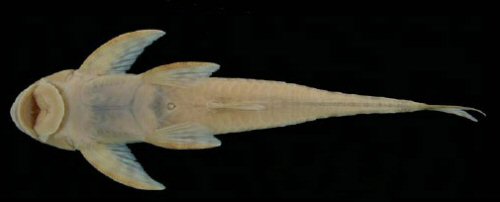 Harttia merevari = Ventral view, Holotype-Venezuela, Bolívar State, Caura River at the top of Salto Pará waterfalls, among rocks on the eastern side of the river