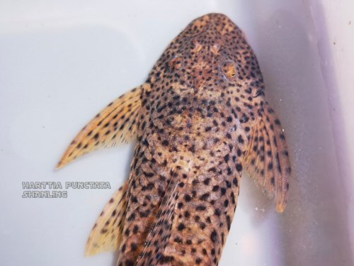 Harttia punctata = dorsal head view