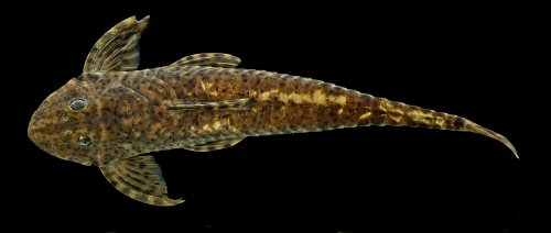 Harttia rondoni = Dorsal view-Holotype-Brazil, Pará State, Novo Progresso, Rio Curuá, tributary of Rio Iriri, near Castelo dos Sonhos, Rio Xingu basin