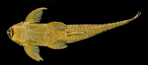 Harttia rondoni = Ventral view-Holotype-Brazil, Pará State, Novo Progresso, Rio Curuá, tributary of Rio Iriri, near Castelo dos Sonhos, Rio Xingu basin