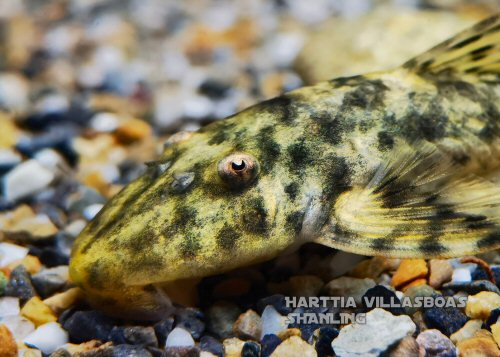 Harttia villasboas = head view