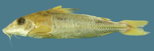 Hassar affinis = Holotype 123.0 mm SL