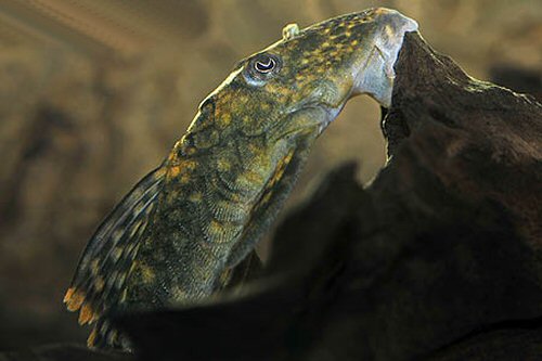 Hemiancistrus guahiborum = head view