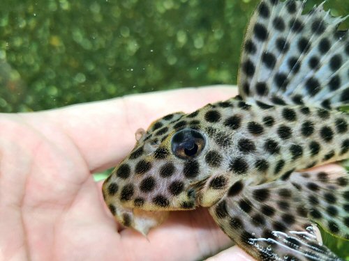 Hemiancistrus medians = head view