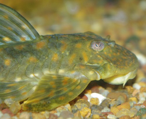 Hemiancistrus meizospilos = head view