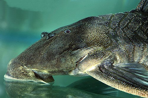 Peckoltia pankimpuju = head view