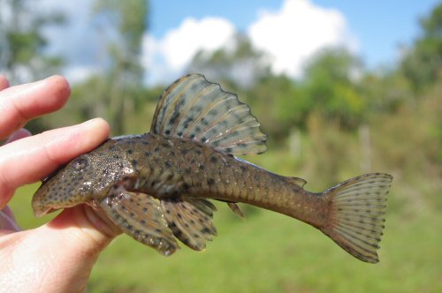 Hemiancistrus punctulatus = Cañada del Vigia Region-Cerro Largo, Uruguay