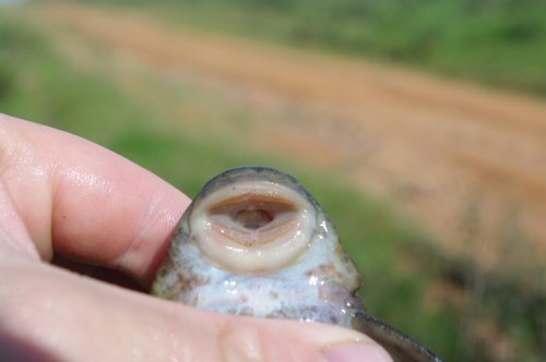 Hemiancistrus punctulatus = Mouth view-Cañada del Vigia Region-Cerro Largo, Uruguay