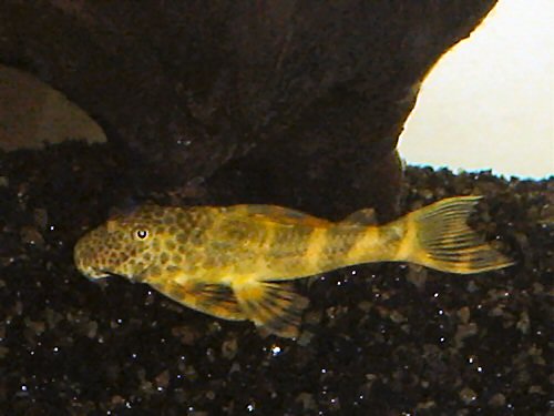 Ancistomus sp. (L147)