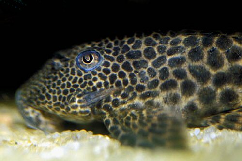 Ancistomus sp. (L147) = head view