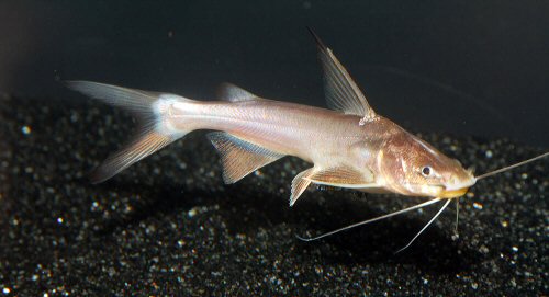 Aceroichthys dioctes = juvenile