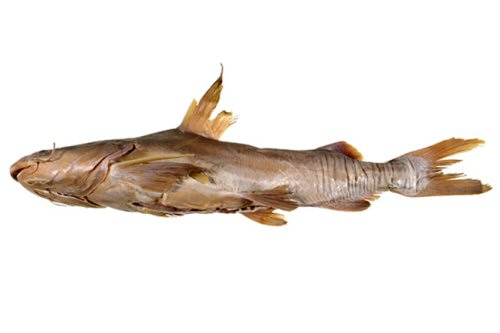 Aceroichthys dioctes = holotype as Arius