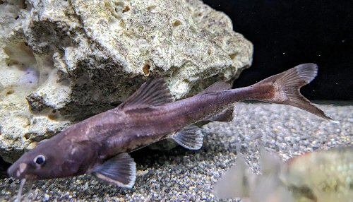 Hemiarius stormii = juvenile