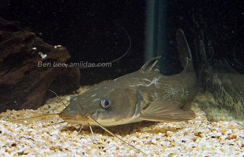 Hemibagrus menoda = head view