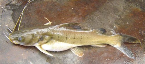 Hemibagrus menoda = dorsal view- Bangladesh