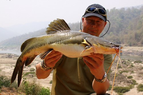 Hemibagrus microphthalmus = 5kg speciman in Market