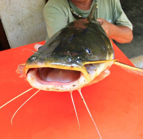 Hemibagrus microphthalmus = Gape of mouth of 5kg speciman in Market