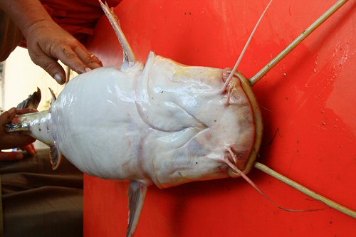 Hemibagrus microphthalmus = Underside of 5kg speciman in Market