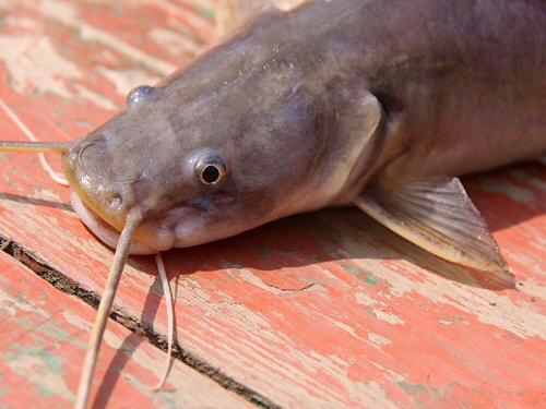 Hemibagrus microphthalmus = showing head