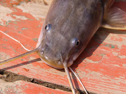 Hemibagrus microphthalmus = showing head