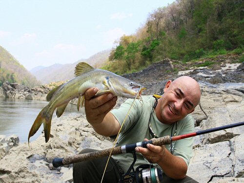 Hemibagrus microphthalmus = Image contributor Jean-Francois Helias with catch