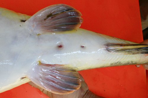 Hemibagrus microphthalmus = Showing female genital area of 5kg speciman in Market